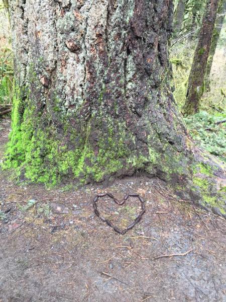 a heart made of fir cones at the base of a tree