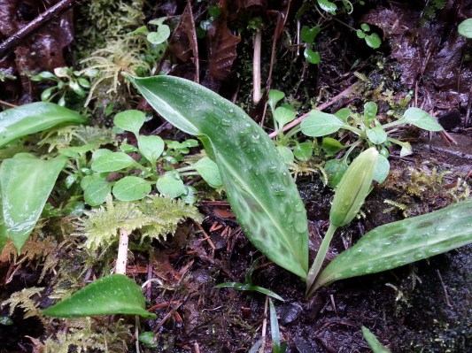 Winter Falls Silver Falls