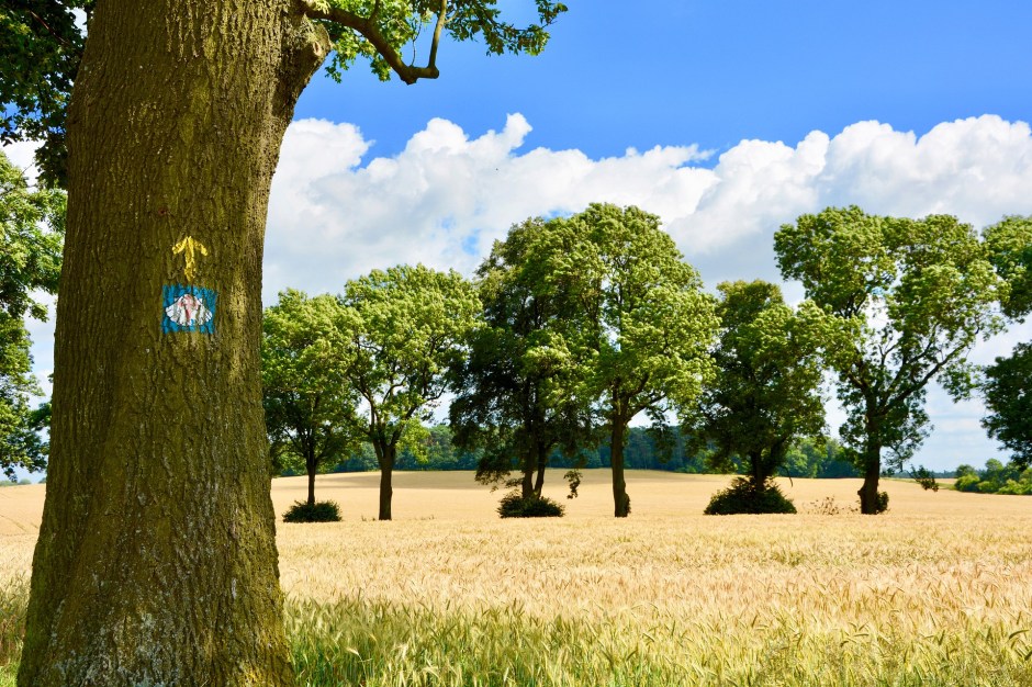 A field on the Camino de Santiago